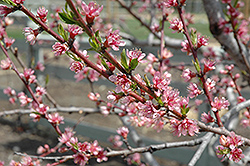 Redhaven Peach (Prunus persica 'Redhaven') at Echter's Nursery & Garden Center