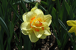 Tahiti Daffodil (Narcissus 'Tahiti') at Echter's Nursery & Garden Center
