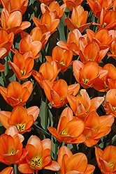 Orange Emperor Tulip (Tulipa 'Orange Emperor') at Echter's Nursery & Garden Center