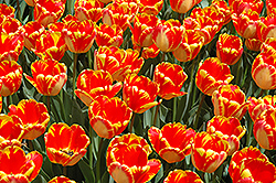 Banja Luka Tulip (Tulipa 'Banja Luka') at Echter's Nursery & Garden Center