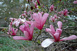 Galaxy Magnolia (Magnolia 'Galaxy') at Echter's Nursery & Garden Center
