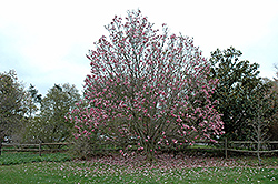 Galaxy Magnolia (Magnolia 'Galaxy') at Echter's Nursery & Garden Center