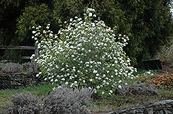 Koreanspice Viburnum (Viburnum carlesii) at Echter's Nursery & Garden Center