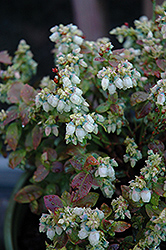 Jelly Bean Blueberry (Vaccinium 'ZF06-179') at Echter's Nursery & Garden Center