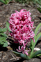 Pink Pearl Hyacinth (Hyacinthus orientalis 'Pink Pearl') at Echter's Nursery & Garden Center