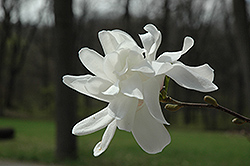 Spring Welcome Magnolia (Magnolia x loebneri 'Ruth') at Echter's Nursery & Garden Center