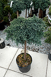 Blue Star Juniper (Juniperus squamata 'Blue Star (tree form)') at Echter's Nursery & Garden Center