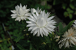 Dreamtime® Jumbo Pure White Strawflower (Bracteantha bracteata 'Dreamtime Jumbo Pure White') at Echter's Nursery & Garden Center