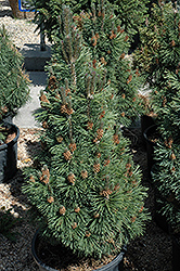 Columnar Mugo Pine (Pinus mugo 'Columnaris') at Echter's Nursery & Garden Center