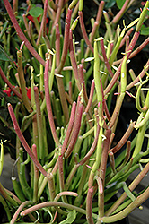 Sticks On Fire Red Pencil Tree (Euphorbia tirucalli 'Sticks On Fire') at Echter's Nursery & Garden Center