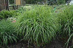 Porcupine Grass (Miscanthus sinensis 'Strictus') at Echter's Nursery & Garden Center