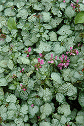 Beacon Silver Spotted Dead Nettle (Lamium maculatum 'Beacon Silver') at Echter's Nursery & Garden Center