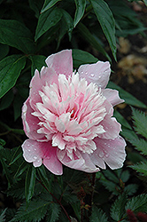 Raspberry Sundae Peony (Paeonia 'Raspberry Sundae') at Echter's Nursery & Garden Center