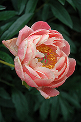 Coral Charm Peony (Paeonia 'Coral Charm') at Echter's Nursery & Garden Center