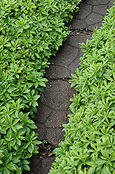 Green Carpet Japanese Spurge (Pachysandra terminalis 'Green Carpet') at Echter's Nursery & Garden Center