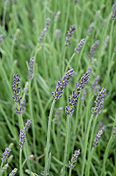 Silver Mist Lavender (Lavandula angustifolia 'Silver Mist') at Echter's Nursery & Garden Center