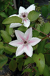 The Countess Of Wessex Clematis (Clematis 'Evipo073') at Echter's Nursery & Garden Center