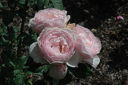 Earth Angel Parfuma Rose (Rosa 'KORgeowim') at Echter's Nursery & Garden Center