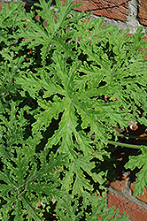 Citrosa Geranium (Pelargonium citrosum) at Echter's Nursery & Garden Center