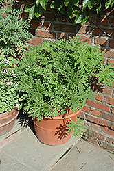 Citrosa Geranium (Pelargonium citrosum) at Echter's Nursery & Garden Center