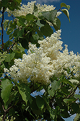 Ivory Silk Tree Lilac (tree form) (Syringa reticulata 'Ivory Silk (tree form)') at Echter's Nursery & Garden Center
