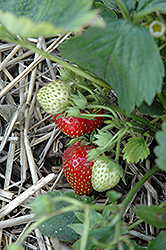 Quinault Strawberry (Fragaria 'Quinault') at Echter's Nursery & Garden Center