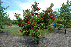 Hot Wings Tatarian Maple (Acer tataricum 'GarAnn') at Echter's Nursery & Garden Center