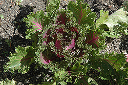 Glamour Red Kale (Brassica oleracea var. acephala 'Glamour Red') at Echter's Nursery & Garden Center