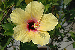 Lemon Hibiscus (Hibiscus rosa-sinensis 'Lemon') at Echter's Nursery & Garden Center