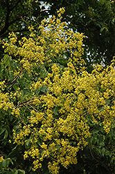 Golden Rain Tree (Koelreuteria paniculata) at Echter's Nursery & Garden Center