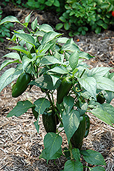 Jalapeno Pepper (Capsicum annuum 'Jalapeno') at Echter's Nursery & Garden Center