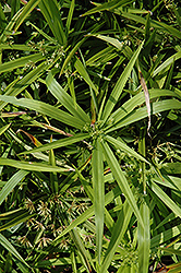 Dwarf Umbrella Plant (Cyperus albostriatus 'Nanus') at Echter's Nursery & Garden Center