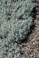 Yo Yo Snow-In-Summer (Cerastium tomentosum 'Yo Yo') at Echter's Nursery & Garden Center