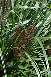 Red Head Fountain Grass (Pennisetum alopecuroides 'Red Head') at Echter's Nursery & Garden Center