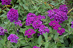 EnduraScape Dark Purple Verbena (Verbena 'Balendakle') at Echter's Nursery & Garden Center