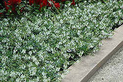 AngelMist Spreading White Angelonia (Angelonia angustifolia 'Balangspri') at Echter's Nursery & Garden Center