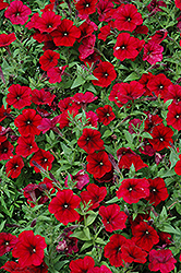 Easy Wave Red Velour Petunia (Petunia 'Easy Wave Red Velour') at Echter's Nursery & Garden Center