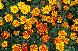 Durango Bolero Marigold (Tagetes patula 'Durango Bolero') at Echter's Nursery & Garden Center