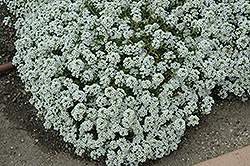 Clear Crystal White Sweet Alyssum (Lobularia maritima 'Clear Crystal White') at Echter's Nursery & Garden Center