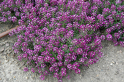 Clear Crystal Purple Shades Sweet Alyssum (Lobularia maritima 'Clear Crystal Purple Shades') at Echter's Nursery & Garden Center