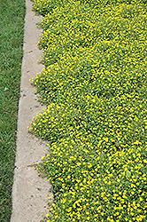 Magic Carpet Yellow Mecardonia (Mecardonia 'Magic Carpet Yellow') at Echter's Nursery & Garden Center