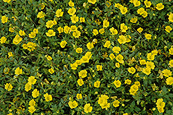 Magic Carpet Yellow Mecardonia (Mecardonia 'Magic Carpet Yellow') at Echter's Nursery & Garden Center