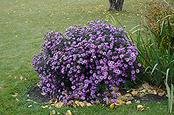 Purple Dome Aster (Symphyotrichum novae-angliae 'Purple Dome') at Echter's Nursery & Garden Center