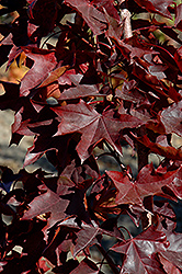 Crimson Sunset Maple (Acer 'JFS-KW202') at Echter's Nursery & Garden Center