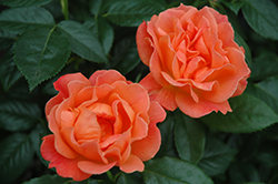 Livin' Easy Rose (Rosa 'HARwelcome') at Echter's Nursery & Garden Center