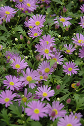 Brasco Violet Brachyscome (Brachyscome angustifolia 'Brasco Violet') at Echter's Nursery & Garden Center