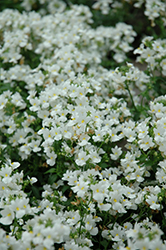 Aromatica White Nemesia (Nemesia 'Aromatica White') at Echter's Nursery & Garden Center
