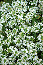 Clear Crystal White Sweet Alyssum (Lobularia maritima 'Clear Crystal White') at Echter's Nursery & Garden Center