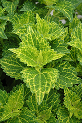 Electric Lime Coleus (Solenostemon scutellarioides 'Electric Lime') at Echter's Nursery & Garden Center