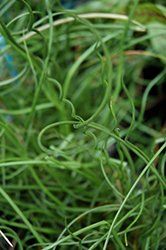 Spiralis Corkscrew Rush (Juncus effusus 'Spiralis') at Echter's Nursery & Garden Center